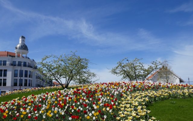 tulpen rotonde